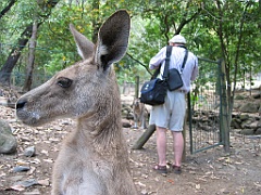 042 Cairns Tropical Zoo